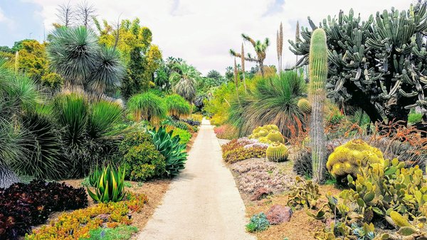 What Are the Best Low-Water Landscaping Techniques for a Dry Climate?